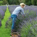 Lavender field, Waitaki Valley New Zealand