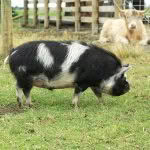 Portly pig