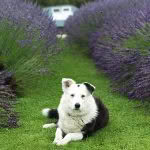 Dog and lavender