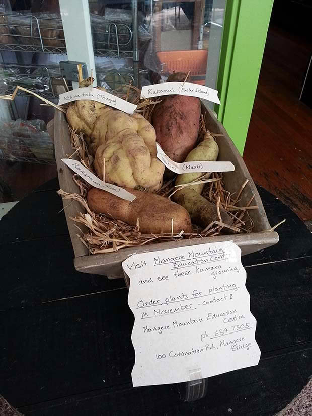 Kumara at the Mangere Mountain Information Centre.