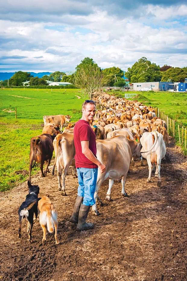 Dogs Rex and Roo help Michael Herd the cows up the raw to the shed.