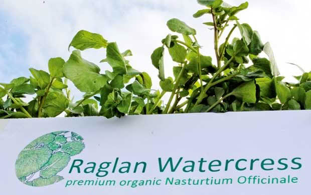 feature-organics-raglan-watercress-img_0235a