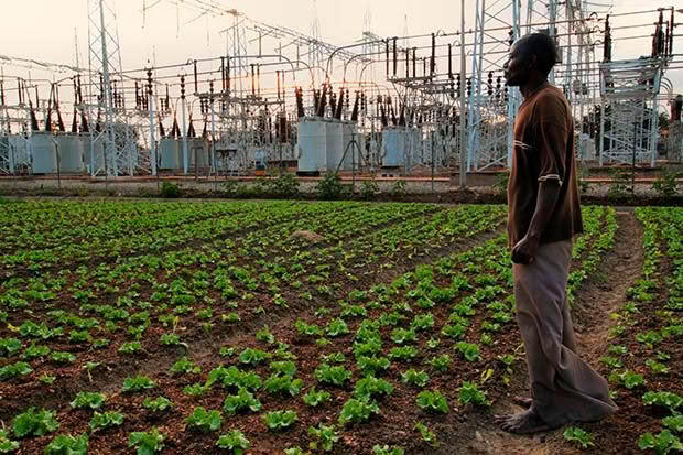 Plant This Movie explores different types of urban farming around the world.