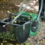 Macadamia harvest