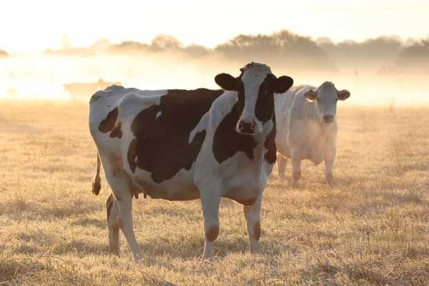 caring for cow in winter