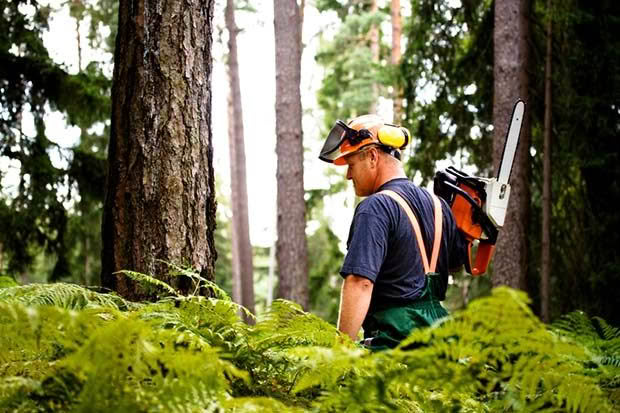 chainsaw safety