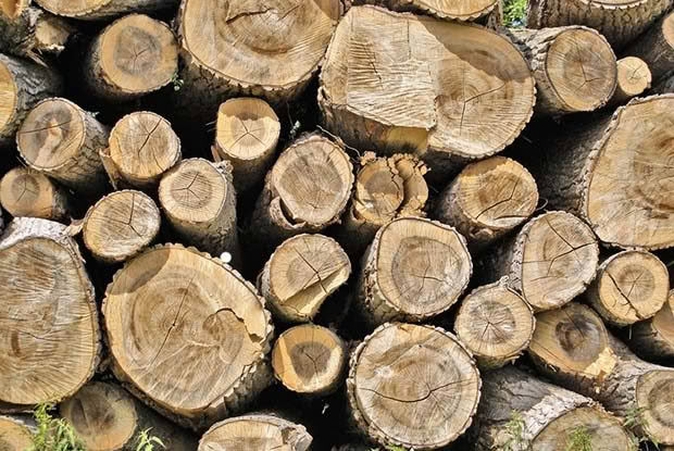 Dry Wood