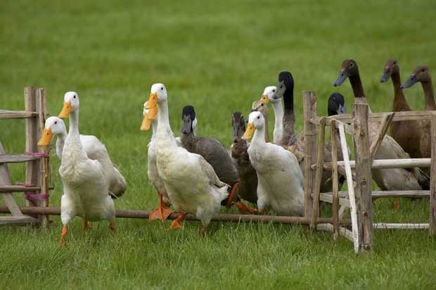 Jump the fence and get a paddling of ducks. Photo: Gynane | Dreamstime.com 