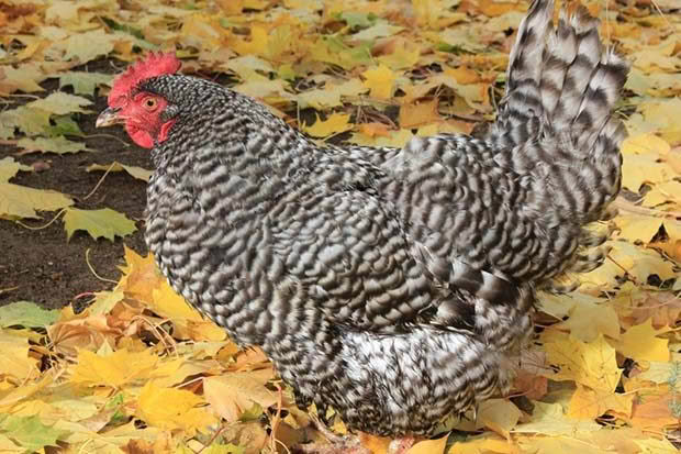 Autumn is a good time to buy poultry.