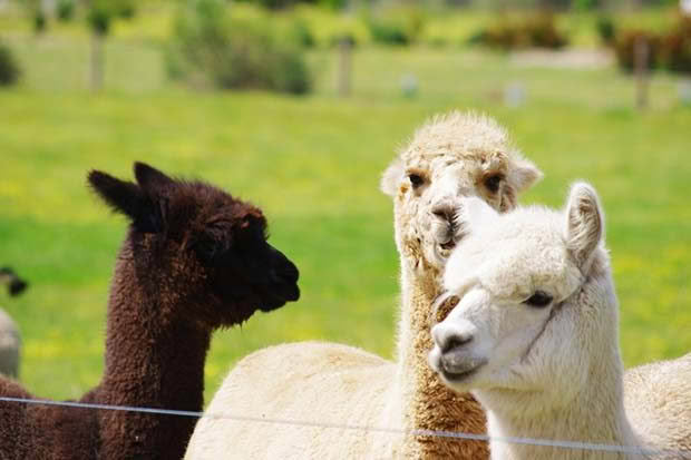 Alpaca meat is a low-fat alternative to beef. Photo: Chrispoliquin | Dreamstime.com 