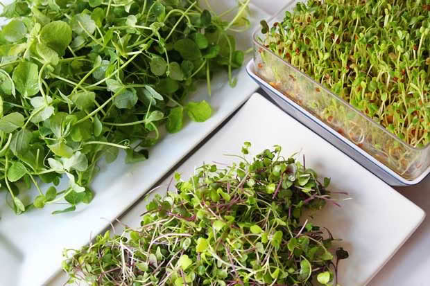 how to grow microgreens