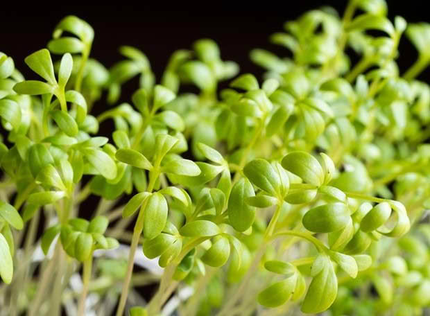 Garden cress up close. Photo: Dreamstime