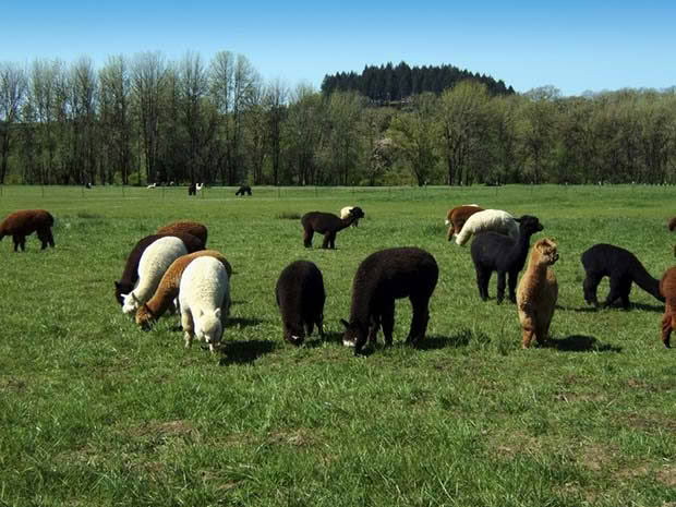 alpaca farming