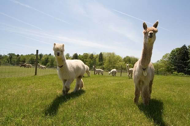 alpacca farming