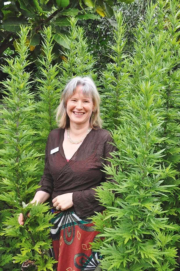 Bronwyn dwarfed by croneswort (Artemisia vulgaris) an unlikely tonic herb 