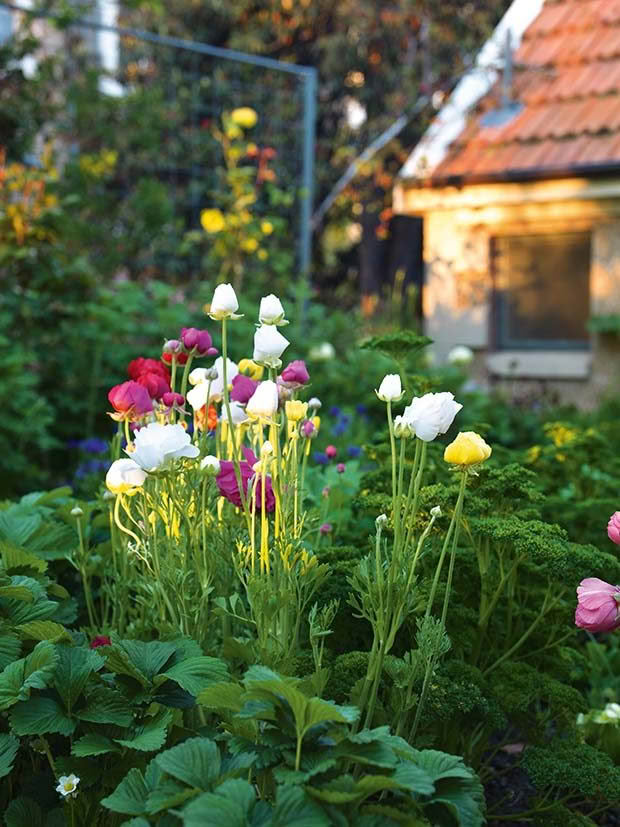 flowers at olveston