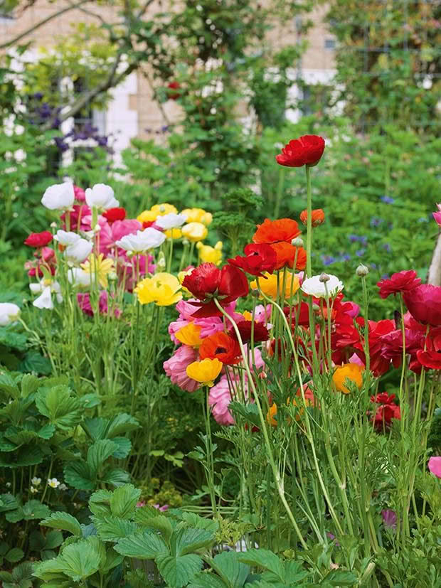 flowers at Olveston