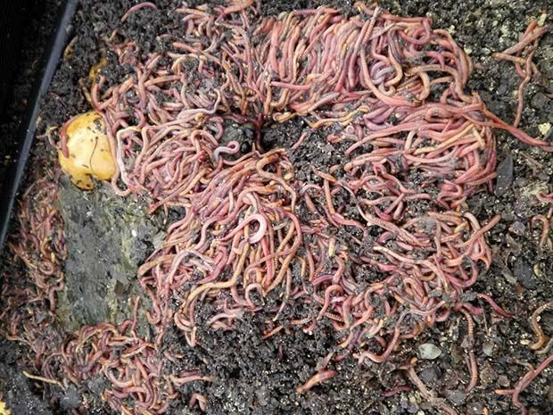 Add tiger worms to one end of the pile.