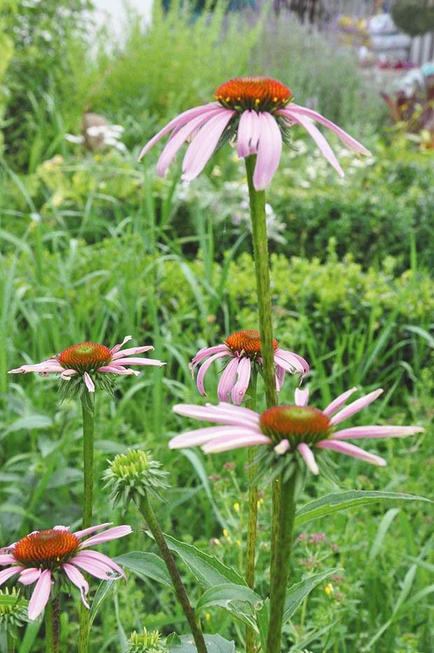 Purple coneflower flowering tops used in tea blends