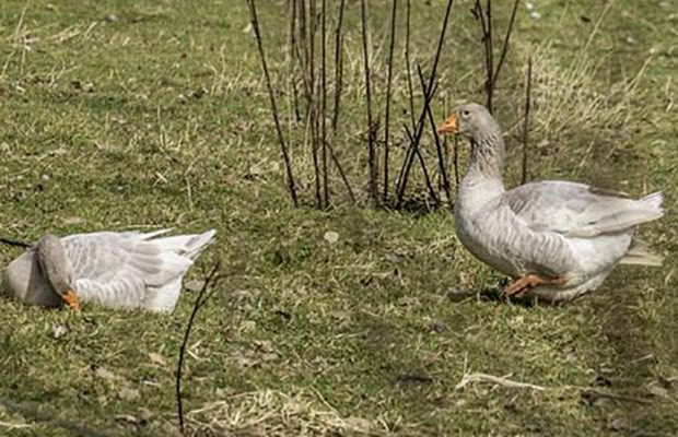 NZ Lifestyle Block editor Nadene Halls sings the praises of geese.