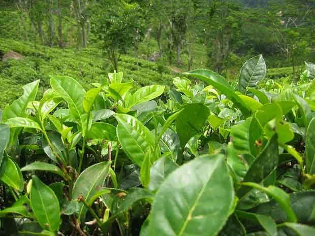 Camellia_sinensis