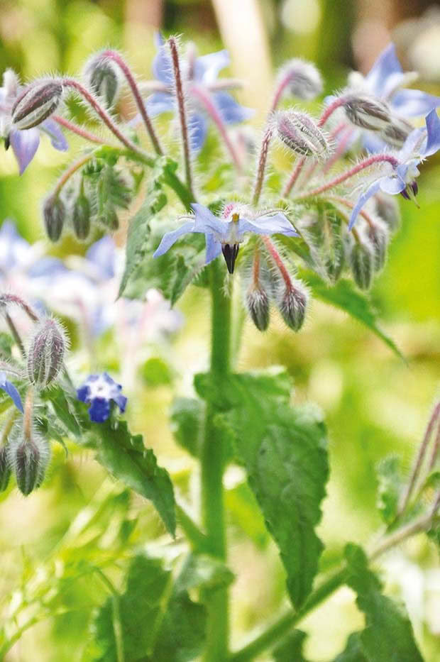 Borage (Borago officinalis)