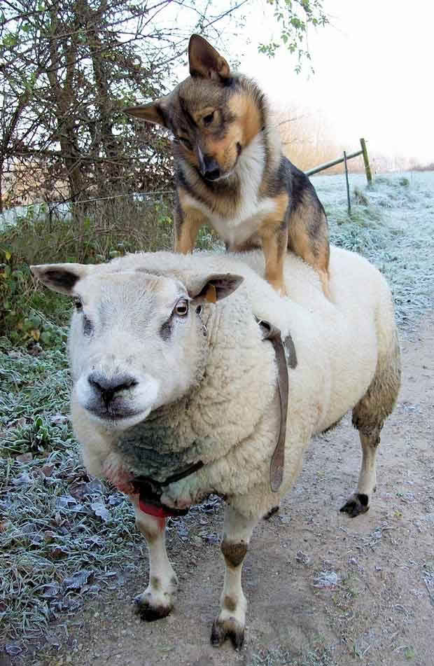 Swedish Vallhund