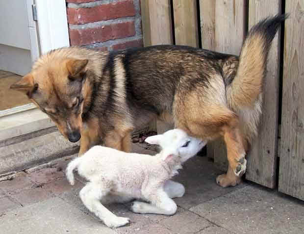 Swedish Vallhund and a lamb