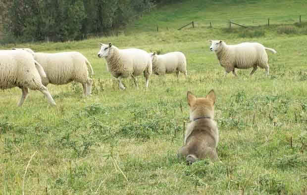 Swedish Vallhund