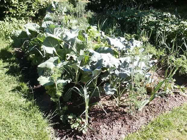 A Hugelkultur (‘mound culture’) garden bed. Photo: WikiCommons/ Maseltov