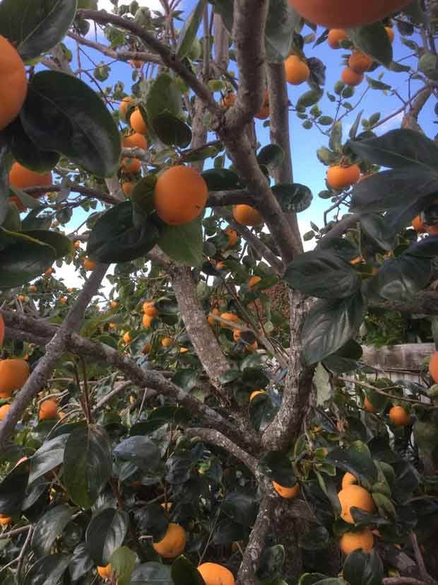 persimmon tree