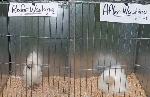 before and after chicken grooming