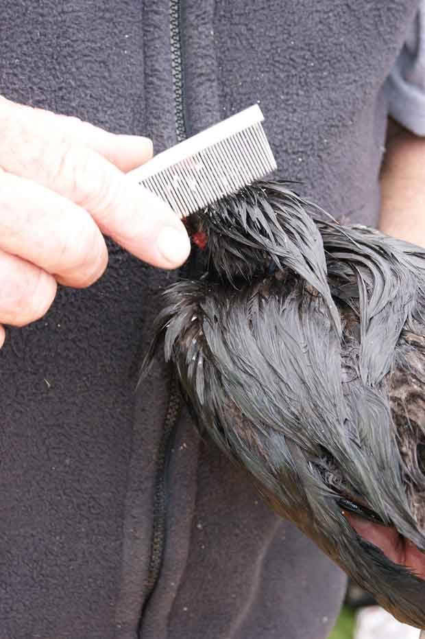 How to give a chicken a bath