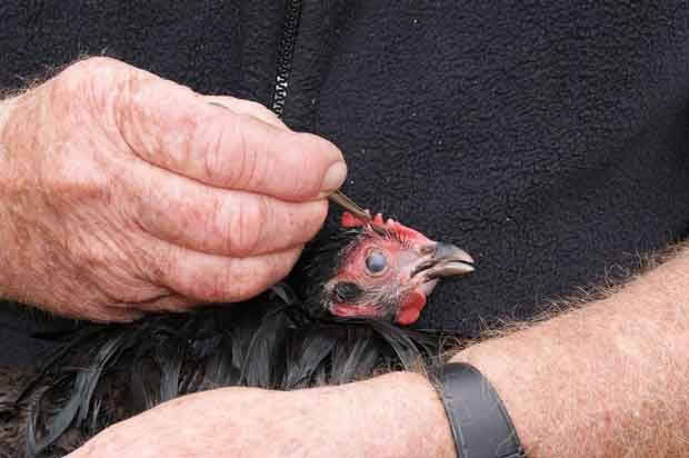 how to give a chicken a bath