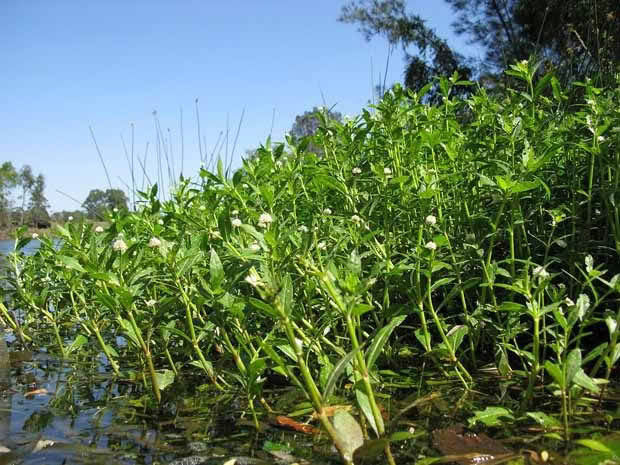 Water weeds Alternanthera_philoxeroides_habit4c_(11680147013) Photo Harry Rose