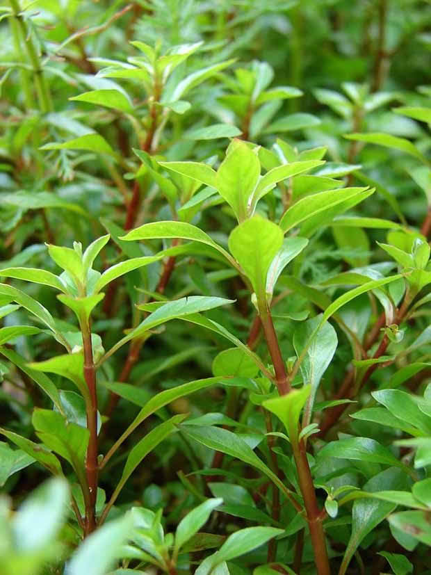 Water weeds Ludwigia_palustris Photo Forest & Kim Starr