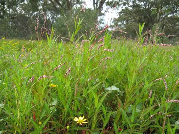 Water weeds Swamp Willow Weed 