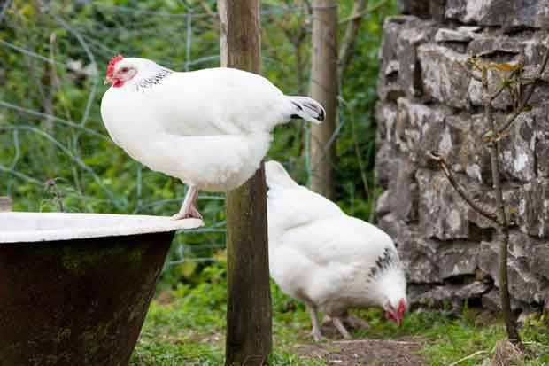 how to give a chicken a bath