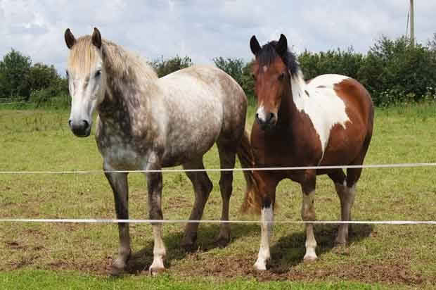 grazing horses