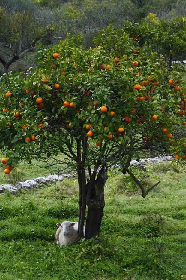 weed management fruit trees