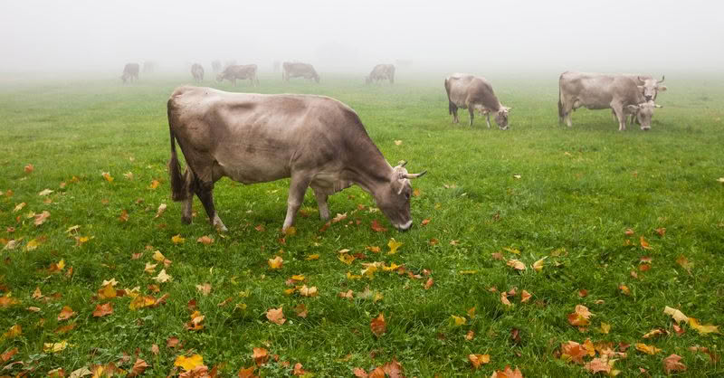 alpine cattle in fog