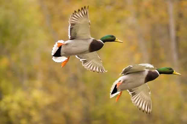 mallard ducks