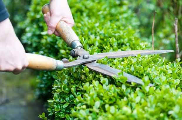 Hedge shears in action