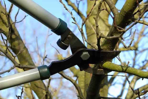 There are two types of blades for secateurs,– anvil or bypass.