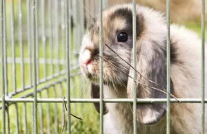 rabbit in mobile hutch to eat weeds