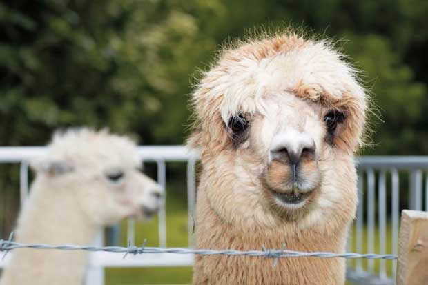 Alpaca at Hukerenui School.