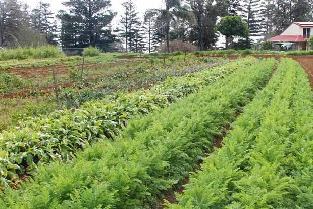 The extensive organic vegetable garden at Hilli Goat Farm supports Emily, her extended family, and the animals.