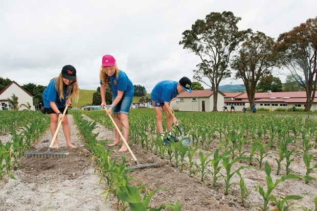 Weed control in the maize crop Hukerenui School