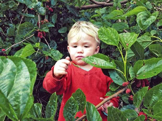 Charlie in the mullberries