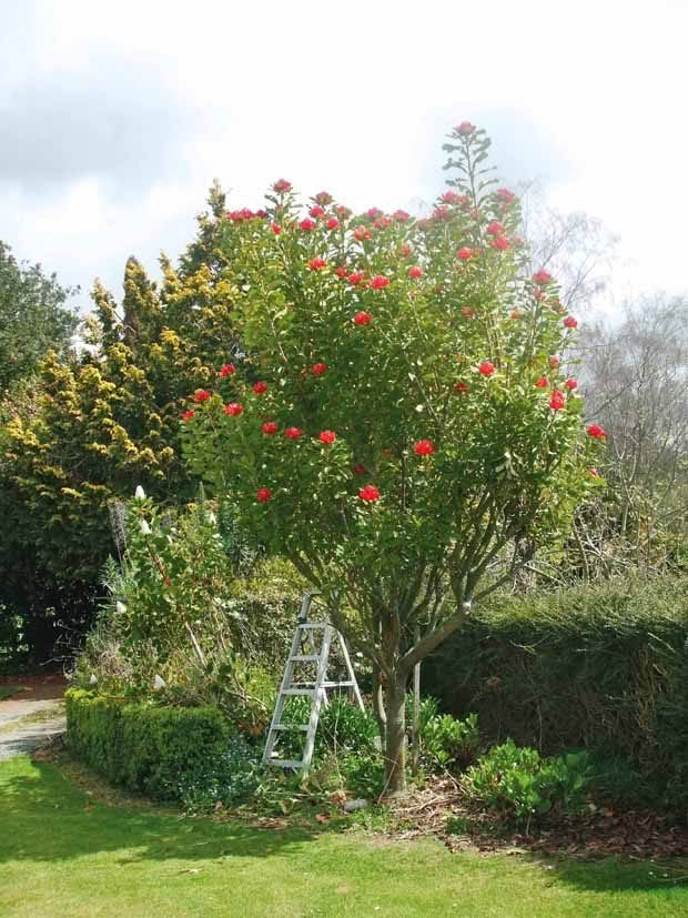 Even the bright red waratah flowers are cut and sold.